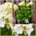 Rispenhortensie Skyfall® ~40/60cm im großen XL-Topf gewachsen ~ außergewöhnlich große zauberhafte Blütenrispen~exklusive Hortensien-Neuh