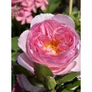 Englische Rose The Ancient Mariner~großer XL 7...