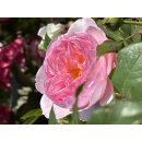 Englische Rose The Ancient Mariner~großer XL 7...