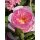 Englische Rose The Ancient Mariner~großer XL 7 Liter Topf ~stark gefüllte duftige Blüte