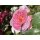 Englische Rose The Ancient Mariner~großer XL 7 Liter Topf ~stark gefüllte duftige Blüte