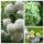 Gefüllter Schneeball ~ Viburnum opulus Roseum starke 60/100 ~ überreich blühend ...