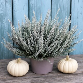 Fluffy® Samtheide im 11 cm Topf ~ trendig samtgraue Herbst-Heide für Kübel & Deko ~ Calluna Gardengirls® - winterhart