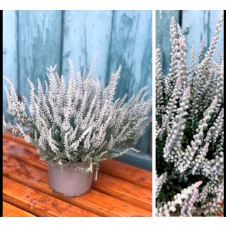 Fluffy Samtheide im Topf~ Herbst-Heide elegantes samt grau  -Herbstdeko~ Calluna Fluffy Gardengirls, Sommerheide