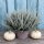 Fluffy® Samtheide im 11 cm Topf ~ trendig samtgraue Herbst-Heide für Kübel & Deko ~ Calluna Gardengirls® - winterhart