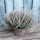 Fluffy® Samtheide im 11 cm Topf ~ trendig samtgraue Herbst-Heide für Kübel & Deko ~ Calluna Gardengirls® - winterhart