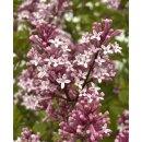 Syringa ~ Duftflieder Palibin ~ Zwergflieder im großen Topf in 30/40cm  ~ Duftschatz für Garten und Kübel