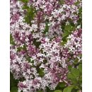 Syringa ~ Duftflieder Palibin ~ Zwergflieder im großen Topf in 30/40cm  ~ Duftschatz für Garten und Kübel