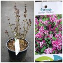 Syringa ~ Duftflieder Palibin ~ Zwergflieder im großen Topf in 30/40cm  ~ Duftschatz für Garten und Kübel