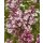 Syringa ~ Duftflieder Palibin ~ Zwergflieder im großen Topf in 30/40cm  ~ Duftschatz für Garten und Kübel