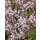 Syringa ~ Duftflieder Palibin ~ Zwergflieder im großen Topf in 30/40cm  ~ Duftschatz für Garten und Kübel