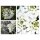 Iberis Zergschneeflocke ~ Schleifenblume - strahlender Bienenfreund