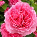 Princess Alexandra of Kent® – Englische...