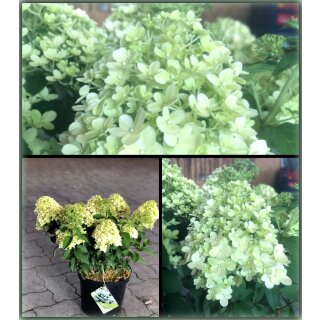 Rispenhortensie Bobo / IIvobo -R- ~ im, großen XXL Topf gewachsen ca  40-60cm cm ~ Perfekter Blütenschatz für Kübel und Garten