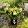 Rispenhortensie Bobo / IIvobo -R- ~ im, großen XL Topf gewachsen ca 50-70cm cm ~ Perfekter Blütenschatz für Kübel und Garten