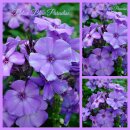Phlox Blue Paradise ~ Duft-Prachtstaude als...
