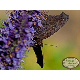 Blaunessel -Agastache Black Adder ~ Schmetterlingsmagnet- im großen 3 Liter XL Topf