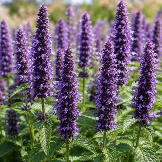 Duftnessel-Agastache Black Adder XL Topf ~dunkle Blütenähren & blauviolette Blüten Staude für Bienen und Schmetterlinge ~trockenverträglich