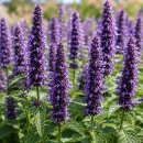 Duftnessel-Agastache Black Adder XL Topf ~dunkle...