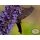 Blaunessel -Agastache Black Adder ~ Schmetterlingsmagnet- im großen 3 Liter XL Topf