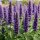Duftnessel-Agastache Black Adder XL Topf ~dunkle Blütenähren & blauviolette Blüten Staude für Bienen und Schmetterlinge ~trockenverträglich