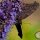 Duftnessel-Agastache Black Adder XL Topf ~dunkle Blütenähren & blauviolette Blüten Staude für Bienen und Schmetterlinge ~trockenverträglich