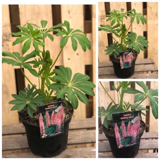 Lupinen in rosa~ Camelot Rose~  schöne Sommerstaude,  im großen XL 3 Liter Topf, hier kommt Sommer