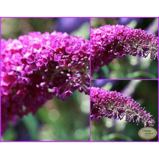 Buddleja Royal Red 60/100 cm purpur Blütentraum ~Schmetterlingsflieder~ Duft~  trockenheitsverträglich