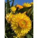 Strohblume gelb jetzt knospig /blühend  im Topf~ sehr beliebte Sommer und Gartenblume