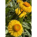 Strohblume gelb jetzt knospig /blühend  im Topf~ sehr beliebte Sommer und Gartenblume