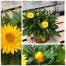 Strohblume gelb jetzt knospig /blühend  im Topf~ sehr beliebte Sommer und Gartenblume