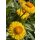 Strohblume gelb jetzt knospig /blühend  im Topf~ sehr beliebte Sommer und Gartenblume