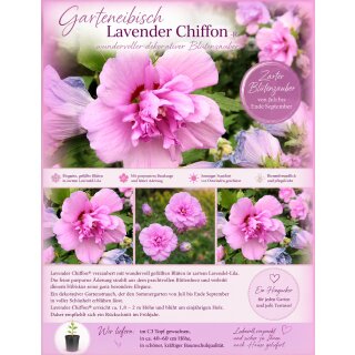 Garteneibisch Hibiscus Lavender Chiffon-R- 40/60cm-Hibiskus im C3 Topf gewachsen~gefüllte Blüte