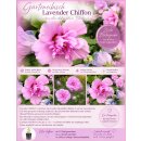 Garteneibisch Hibiscus Lavender Chiffon-R- 40/60cm-Hibiskus im C3 Topf gewachsen~gefüllte Blüte