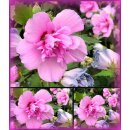 Garteneibisch Hibiscus Lavender Chiffon-R- 40/60cm-Hibiskus im C3 Topf gewachsen~gefüllte Blüte