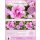 Garteneibisch Hibiscus Lavender Chiffon-R- 40/60cm-Hibiskus im C3 Topf gewachsen~gefüllte Blüte