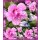 Garteneibisch Hibiscus Lavender Chiffon-R- 40/60cm-Hibiskus im C3 Topf gewachsen~gefüllte Blüte