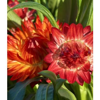 Strohblume rot-orange jetzt knospig/blühend~ sehr beliebte Sommer und Gartenblume