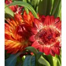 Strohblume rot-orange jetzt knospig/blühend~ sehr beliebte Sommer und Gartenblume