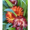 Strohblume rot-orange jetzt knospig/blühend~ sehr beliebte Sommer und Gartenblume