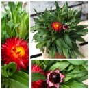 Strohblume rot-orange jetzt knospig/blühend~ sehr beliebte Sommer und Gartenblume