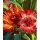 Strohblume rot-orange jetzt knospig/blühend~ sehr beliebte Sommer und Gartenblume