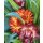 Strohblume rot-orange jetzt knospig/blühend~ sehr beliebte Sommer und Gartenblume