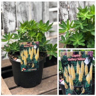 Lupinen gelb ~Camelot Yellow ~ schöne Sommerstaude~  im großen XL 3 Liter Topf~ hier kommt Sommer