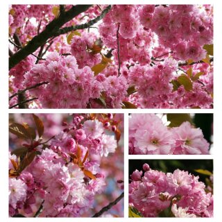 Kanzan - Japanische Zierkirsche 60/100 im Topf-starke ~ Rosa Blütenwolken...