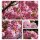 Kanzan - Japanische Zierkirsche 60/100 im Topf-starke ~ Rosa Blütenwolken...