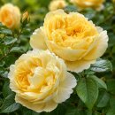 David Austin Rose ‘Charles Darwin’ –...