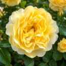 David Austin Rose ‘Charles Darwin’ – gelbe Englische Duftrose mit üppig gefüllten Blüten