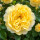 David Austin Rose ‘Charles Darwin’ – gelbe Englische Duftrose mit üppig gefüllten Blüten
