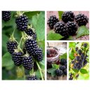 Rubus Brombeere Black Satin~starke! im Topf~...